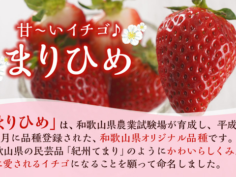1～2月発送　ジューシーな和歌山のオリジナルいちご　❝まりひめ❞　2パック