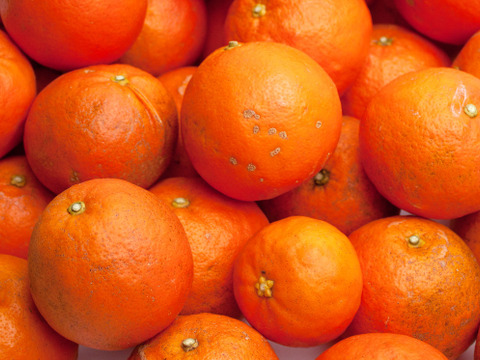 甘酸っぱジューシー！セミノールオレンジ3kg【わけあり】　※配送不可地域あり