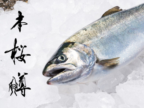 つきみいくら×本桜鱒（お刺身用）セット【つきみいくら100g＆本桜鱒（お刺身用）250g】