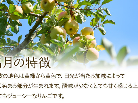≪2026年度予約受付中≫信州のりんご【名月】訳あり約5kg