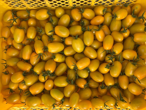 【有機JAS認証】香川産有機ミニトマト　何が届くかはお楽しみ！　2kg
「千果」「オレンジ千果」「アイコ」イエローアイコ」