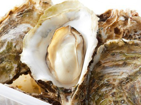 貝毒検査済み 無し 生でツルッと!Lサイズ 20個 殻付き 生食用 ナイフ 軍手付き