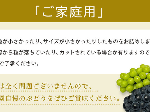 【数量限定】芳醇な甘さ！完熟・種あり巨峰（ご家庭用）｜約１kg