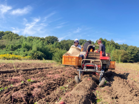干し芋  数量限定！　端っこ　800g×2袋　べにはるか　茨城県産