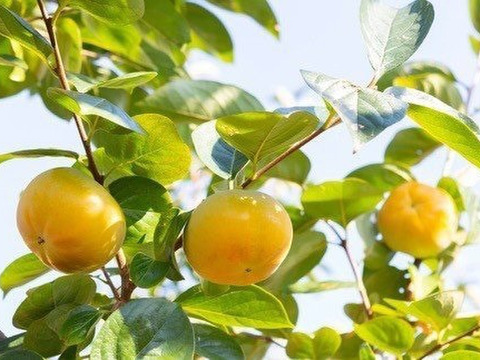 【期間限定・数量限定】太秋柿のみのドライフルーツセット