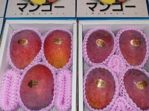 ≪優品≫名護市最北端 イナミファームの アップルマンゴー １．５ｋg