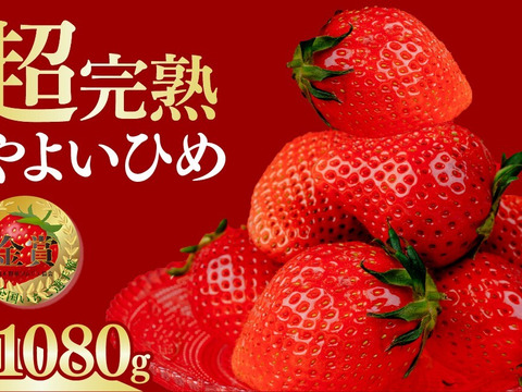 ＼朝摘み★完熟／第２回全国いちご選手権「金賞受賞」いちご/やよいひめ/栃木県茂木町産/4パック入り(約1Kg)/レギュラーサイズ/サイズお任せ/食べるとガツンと甘味があり、風味の良いいちごです！