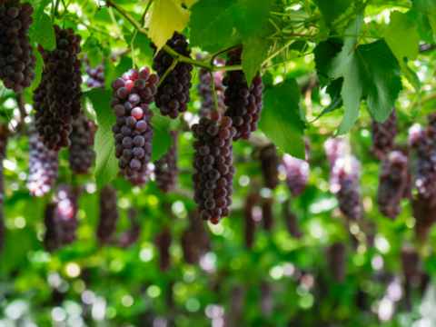 甘さ弾ける！『デラウェア』1.5kg×２箱セット【お中元】【予約販売】