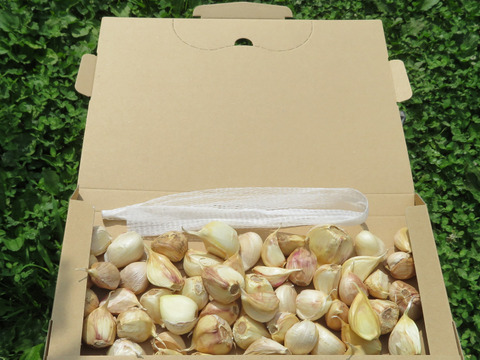 【在庫限り】【訳あり品】揚げても漬けてもOK！青森県産にんにくバラ 500g