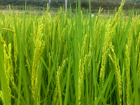 農薬化学肥料不使用！Ｒ７年産『タキタテ』白米うるち真空パック１ｋｇ×３ｐ　信州佐久穂産