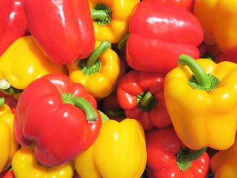 土で育てた　匠のパプリカ　北海道栗山町産　10玉