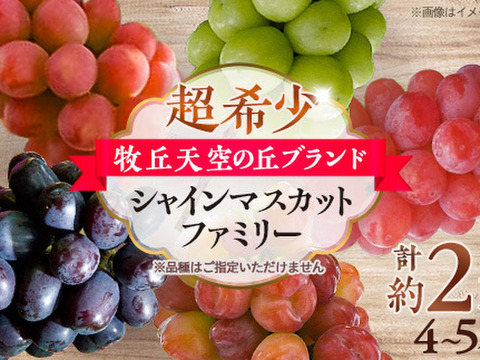 【超希少】牧丘天空の丘ブランド　シャインマスカットファミリーバラエティーセット