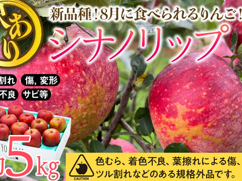 ≪収穫中≫　新品種！夏りんご【シナノリップ】訳あり５㎏