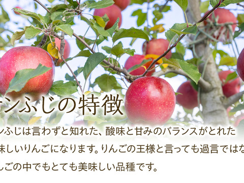 ≪予約受付中≫信州のりんご【サンふじ】訳あり　約5kg