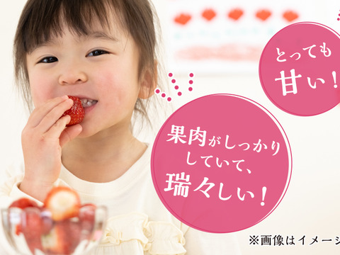 1～2月発送　ジューシーな和歌山のオリジナルいちご　❝まりひめ❞　2パック
