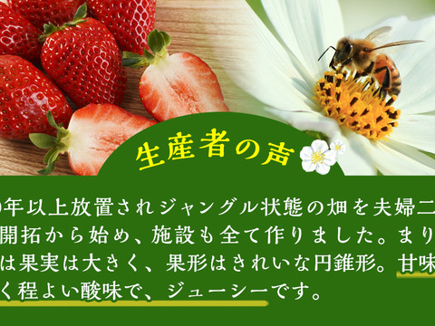 1月～2月発送　ジューシーな和歌山のオリジナルいちご　❝まりひめ❞　6パック