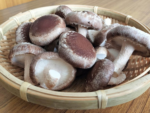 新鮮菌床しいたけ 750g　小～中サイズ　サルに負けないキノコ栽培！冷蔵便