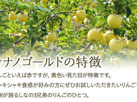 ≪予約受付中≫信州のりんご【シナノゴールド】約5kg