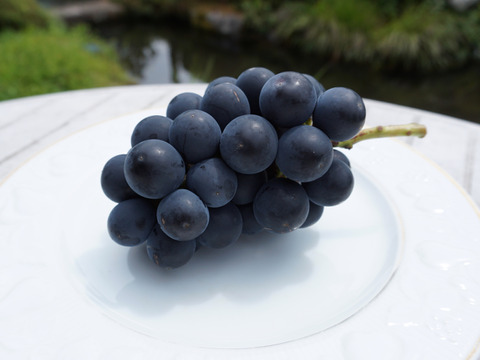 平井利右衛門の黒赤ぶどう(ブラックビート・クイーンセブン・サンシャインレッド)