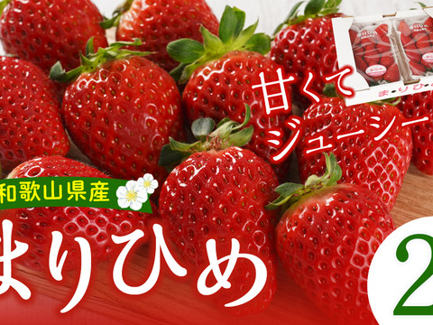 1～2月発送　ジューシーな和歌山のオリジナルいちご　❝まりひめ❞　2パック