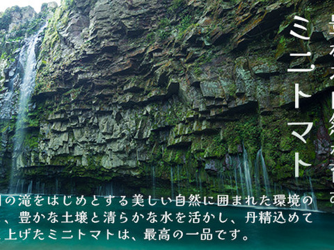 リコピン2倍！高糖度！【シュガープラム】0.7K