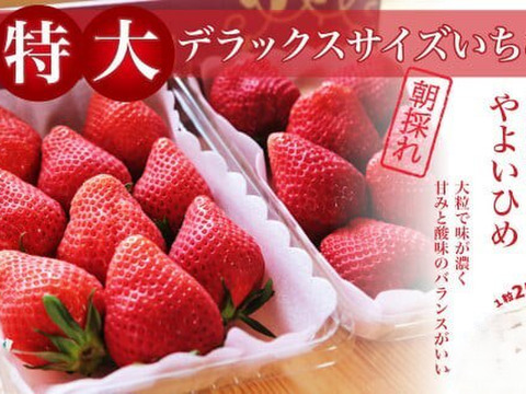 「食べチョクいちごグランプリ2026 」味わい部門「ザ・ジューシー賞」受賞【やよいひめ】(特大DX) 茨城県産 いちご ２パック×1箱