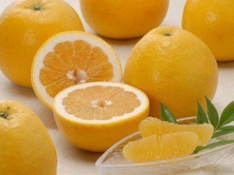 「早割り」夏文旦（河内晩柑）2kg