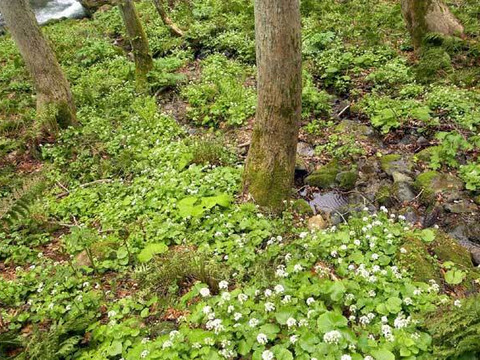 【秋田の名産】世界遺産白神山地近郊の大自然で育った天然山わさび 100g単品完全予約販売