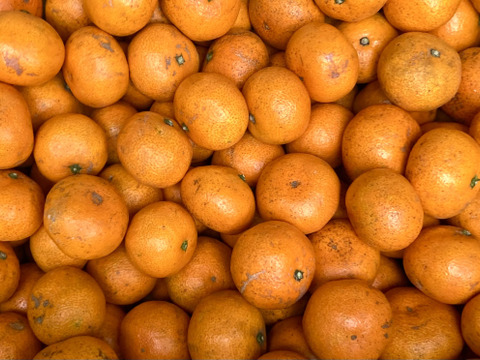 【樹上完熟】糖度17度以上の完熟プレミアム小玉ミカン  尾崎　3kg