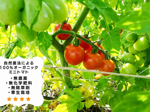 樹上完熟有機ミニトマト100％(無垢のトマト)プレミアム高糖度トマトジュース500ml １本（完全無添加）