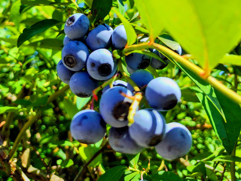 《生食用》完熟 生ブルーベリー 2kg
甘くてパクパク食べちゃう(^-^)