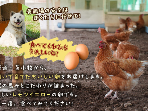 訳あり平飼い卵30個(たまごトレー)