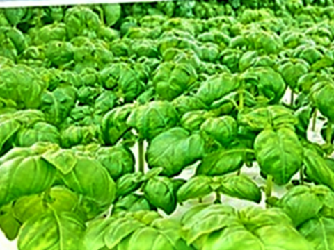 爽やかな香り！豊かな味わい！スイートバジル（２㎏）