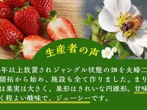 3月発送　ジューシーな和歌山のオリジナルいちご『まりひめ』2パック