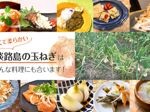 淡路島 新玉ねぎ 甘い 玉葱 10キロ