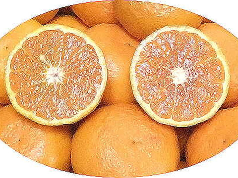 濃厚果汁！南津海（なつみ）贈答用・５Kg