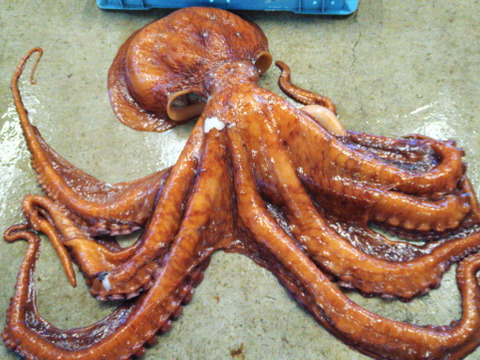 ボリューム満点 浜茹でタコ 足２本組 0 8kg 北海道産の魚介類 食べチョク 産地直送 産直 お取り寄せ通販 農家 漁師から旬の食材を直送
