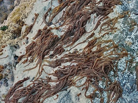 【海藻です】ウミゾウメン/希少な海藻/個性派食感/もずくと同じ食べ方でOK【生】