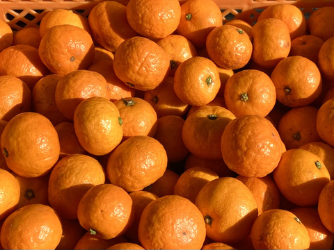 【濃厚　絶品　糖度15度以上】　プレミアム小玉みかん（ゆら）5kg