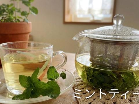 ペパーミント10本以上🌿爽やかな香り🌿約15cm☆ペパーミント（ハッカ）は、主成分のメントールによる消化促進、鎮静・鎮痛、高い冷感作用とリフレッシュ効果☆農薬、除草剤等不使用☆自然栽培