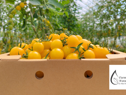 北海道仁木町産//高糖度ミニトマト【新品種//エコスイートレモン】1.2kg 栽培期間中農薬、化学肥料不使用、除草剤不使用