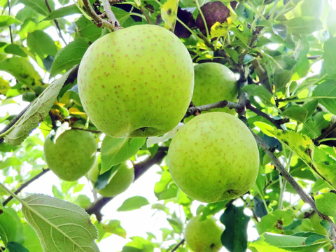 【朝市限定】【数量限定大特価!!】約３キロ 青森県産りんご「樹上完熟葉とらず王林ちゃん」【上実贈答用】