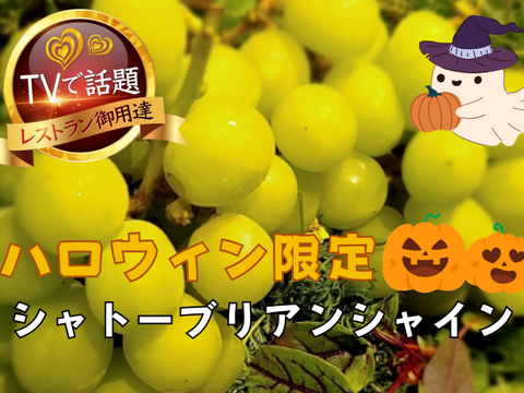 🎃ハロウィン企画🎃今逃したら1年待ちこの時期しか味わえない100日完熟シャトーブリアンシャイン登場🍇【人生で一度は食べたい葡萄】