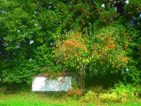 冬をワクワク！干し柿用の柿4ｋ！～農薬/化学肥料・不使用