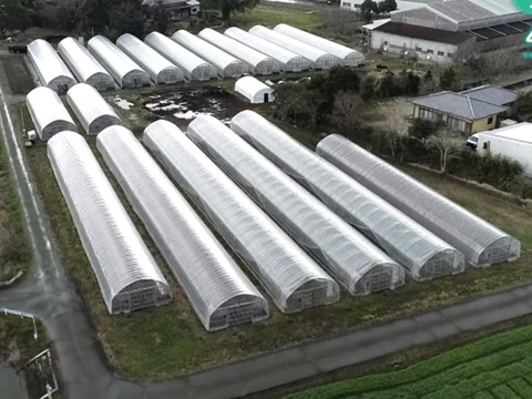 【希少】紫アスパラガス　700g