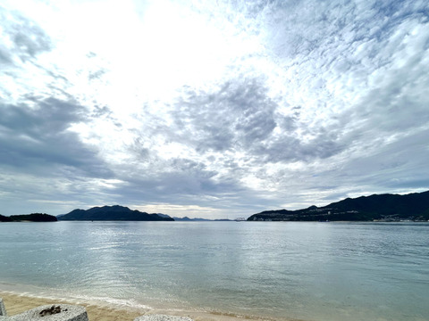 【予約 訳ｱﾘ小玉！】🍊高糖度 果肉プリプリ♪甘みと香り豊かな はるみ ７kg【数量限定／果汁じゅわっ】短い旬に楽しむ特別柑橘！