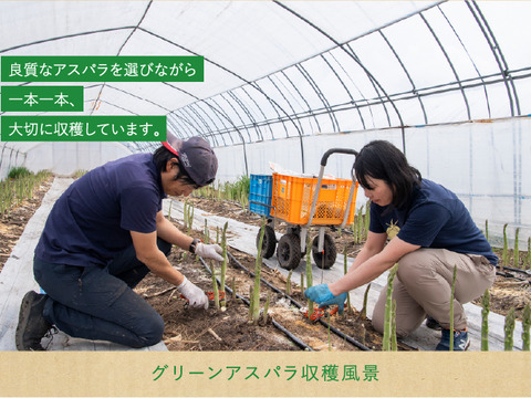 【春芽】【北海道 上富良野産】太さと旨味にこだわりのアスパラガス2Lサイズ800g✨通販サイト年間3000件以上販売👑✨フラノラルム
