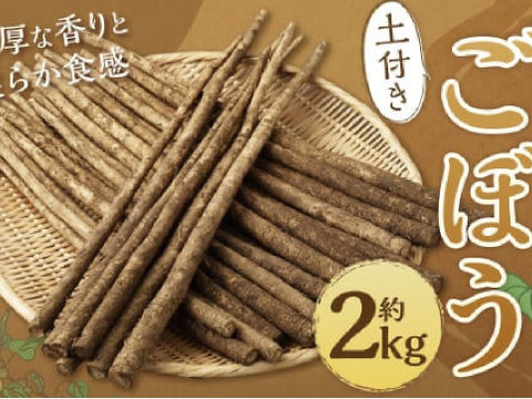 色白綺麗⭐︎香り絶品！2キロ　鹿児島県産　土付きごぼう