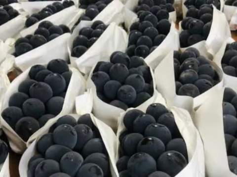 岡山県産✨食べ比べセット😋オーロラブラック&ニューピオーネ🍇4