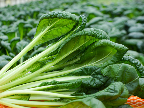 【有機JAS】えぐみが少なく希少！ ちぢみ小松菜 4袋（約1kg）